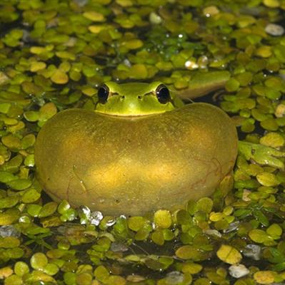 鱼和水草