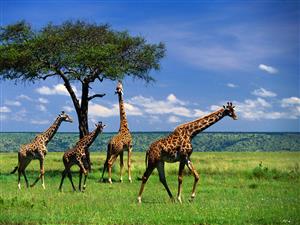 长颈鹿与热带雨林伞形树冠