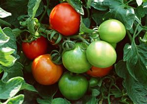 改良品种小番茄
