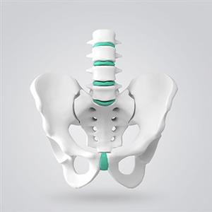 骨骼、关节和肌肉 课件2