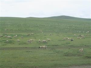 互相依赖的草和羊群