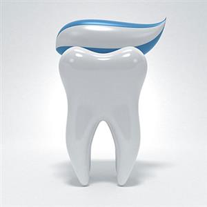 牙齿的种类和功能