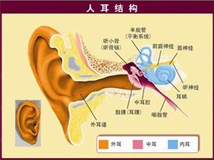 耳朵构造2