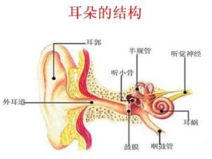 耳朵构造1