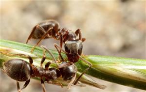 蚂蚁传递信息2
