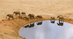 大象的迁徙