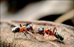 蚂蚁传递信息3