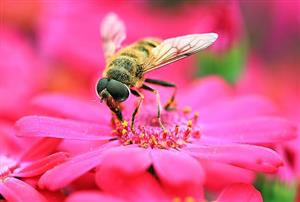 蜜蜂5