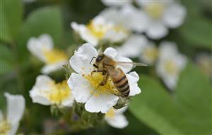 蜜蜂4