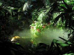 热带丛林1