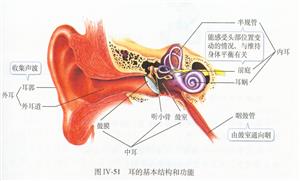 耳的结构
