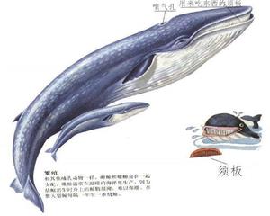 蓝鲸的描述图