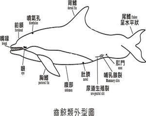 齿鲸类外型图