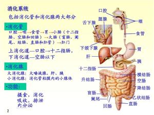 消化系统各器官名称