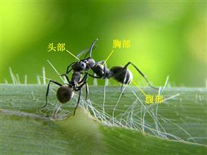 蚂蚁的身体结构