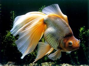 金鱼靠溶解在水中的氧呼吸