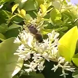 校园生物大搜索1