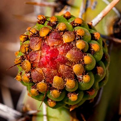 校园生物大搜索 教案1