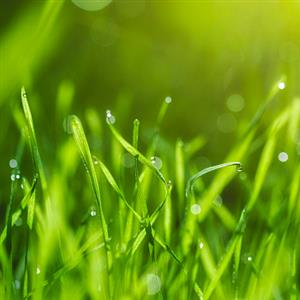 校园绿色植物种类的调查