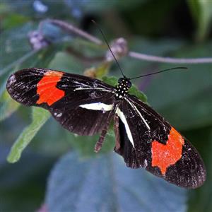 校园生物大搜索 课件2