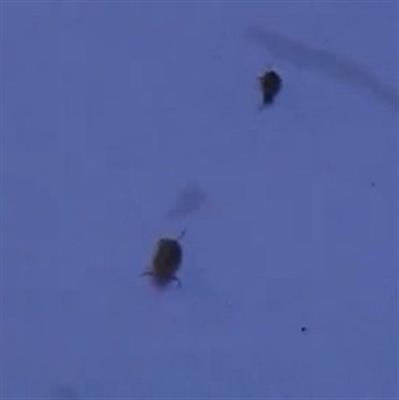 校园生物大搜索2