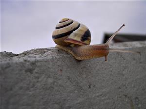 蜗牛1