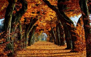 秋天的枫林