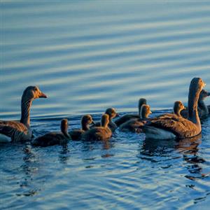 推荐阅读：鸭子的江湖（节选）