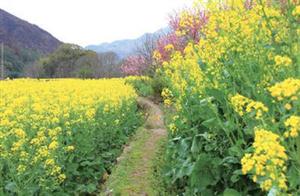 油菜花