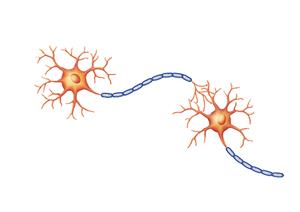 神经元的结构与神经元之间的相互联系示意图