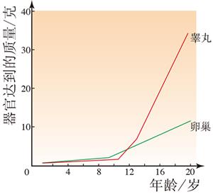 睾丸和卵巢的发育趋势