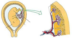 子宫内的胎儿、脐带和胎盘关系的示意图
