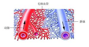 三种血管关系示意图-2