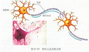 神经元-3