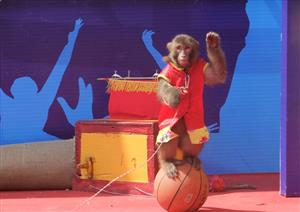 猴子表演节目