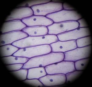 洋葱细胞图
