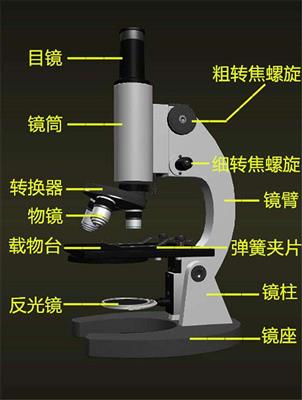 显微镜的结构