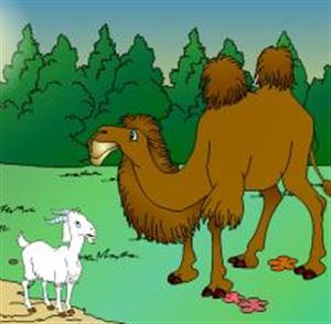 羊和骆驼的对话