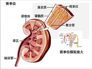 肾单位