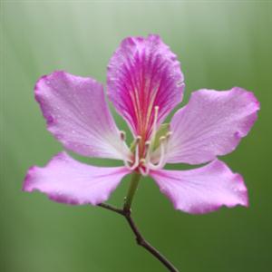 紫荆花——香港市花