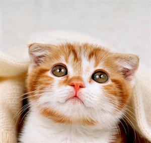 吓坏的猫