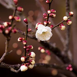 吴昌硕与梅花