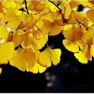 《银杏》郭沫若