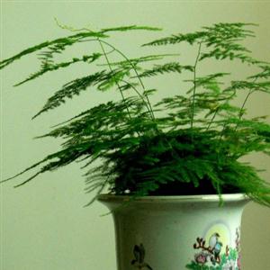 《文竹》贾平凹