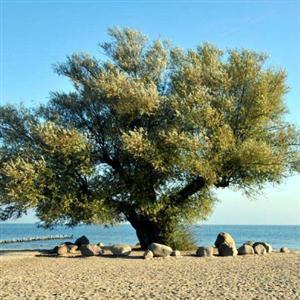 生命力之海边的树