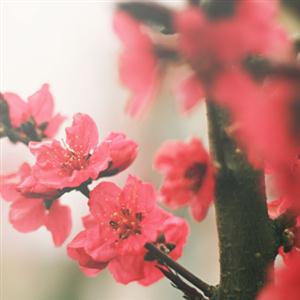 诗经•周南•桃夭