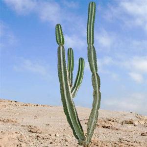 沙漠中的仙人掌