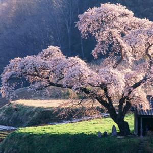 《心灵是一棵会开花的树》赵丽宏
