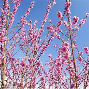 《一棵小桃树》课件1