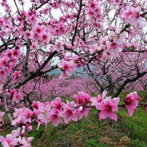 《一棵小桃树》课件3